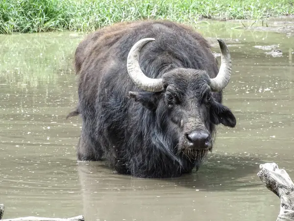 stock image Domestic water buffalo (Bubalus bubalis) in the water