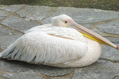 Yaz boyunca hayvanat bahçesinde pelikan