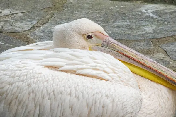 stock image Pelican at the zoo during the summer