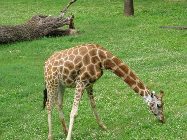 Bir zürafa yazın ot yer.