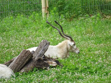 Yaz boyunca çimlerin üzerinde dinlenen bir Addax antilobu. Addax nasomaculatus