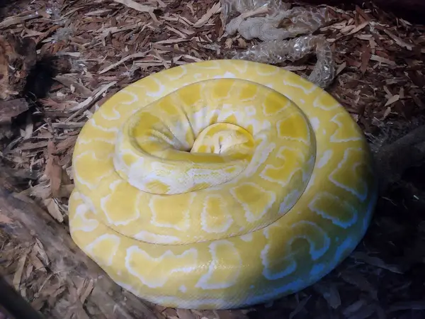 stock image Indian python snake at the zoo