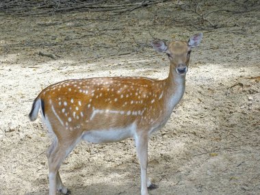 Yaz boyunca ormanda geyik.