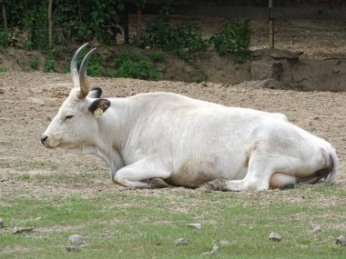 Macar Gri Sığırları (Bos taurus hungaricus)