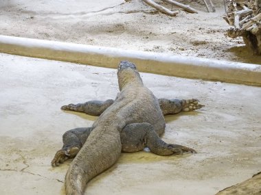 Komodo dragon at the zoo