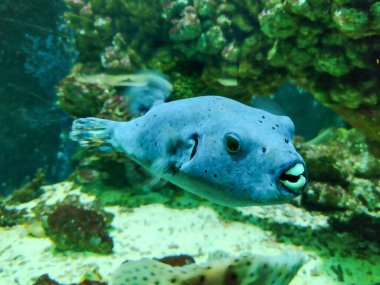Kara lekeli kirpi balığı (Arothron nigropunctatus),