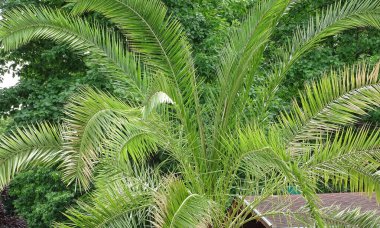 Cüce hurma. Phoenix roebelenii palmiyesi