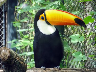 Hayvanat bahçesindeki Toco Toucan. Ramphastos