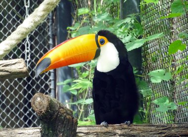 Hayvanat bahçesindeki Toco Toucan. Ramphastos