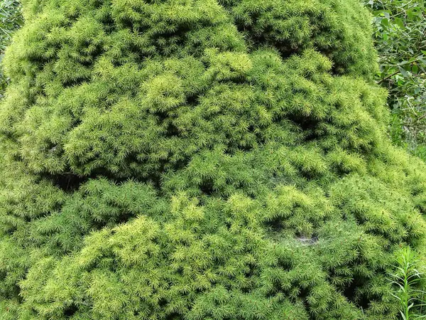 Beyaz ladin ağacı arka planı. Picea laxa