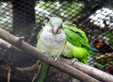 Hayvanat bahçesindeki papağan.