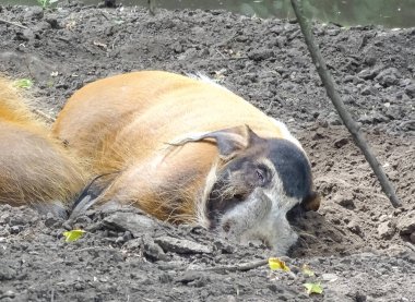 A Red river hog rests during the summer. Potamochoerus porcus clipart