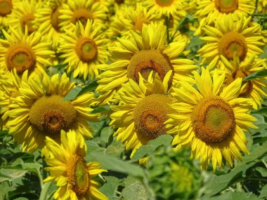 Yazın ayçiçekli zincir. Romanya 'nın Maramures ilçesinde