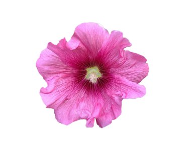 Dikenli Hollyhock çiçeği beyaza izole edilmiş. Alcea setosa