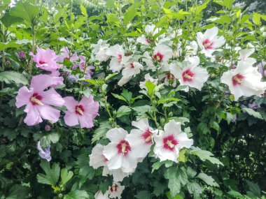 Yazın beyaz ve pembe Sharon Gülü (Hibiscus Syriacus) çiçekleri
