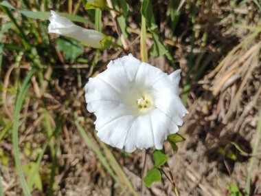 Çit sahte yosun çiçeği. Kalistegia sepiumu