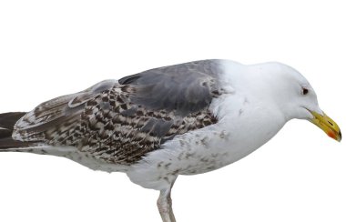 Sarı bacaklı martı beyazda izole edilmiş. Larus michahellis