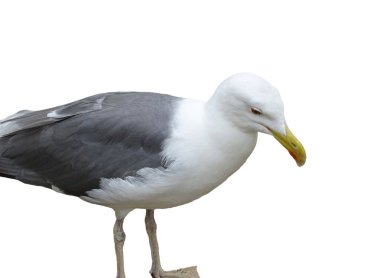 Sarı bacaklı martı beyazda izole edilmiş. Larus michahellis