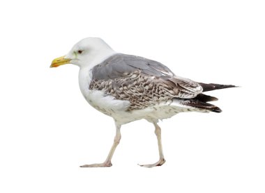 Sarı bacaklı martı beyazda izole edilmiş. Larus michahellis