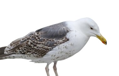 Sarı bacaklı martı beyazda izole edilmiş. Larus michahellis