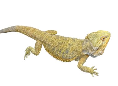 beyaz arkaplanda izole edilmiş agama kertenkelesi