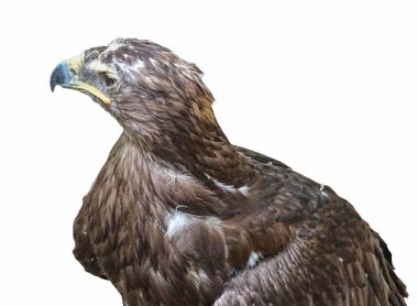 Steppe kartal (Aquila nipalensis) beyaz üzerine izole edilmiş