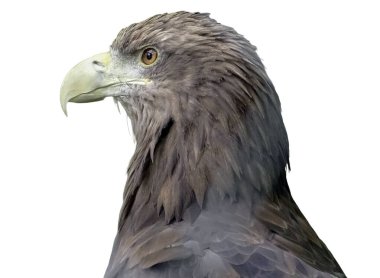 Beyaz kuyruklu kartal (Haliaeetus albicilla) beyaz üzerinde izole