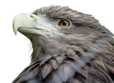 Beyaz kuyruklu kartal (Haliaeetus albicilla) beyaz üzerinde izole