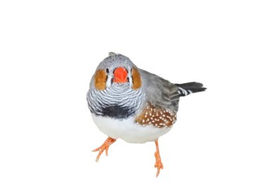 Zebra Finch kuşu beyazda izole edilmiş. Poephila guttata