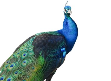 Beyaz arka plan üzerinde izole tavus kuşu