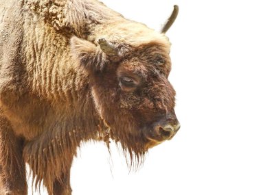 Beyaz arkaplanda yalıtılmış Aurochlar