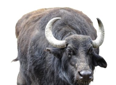 Beyaz bufalo (Bubalus bubalis) izole edilmiş.