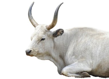 Macar Gri Sığırları (Bos taurus hungaricus) beyaz üzerine izole edildi