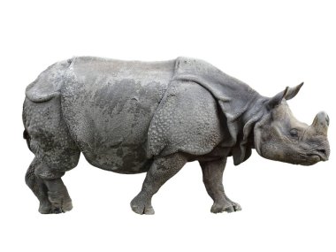 Beyaz üzerinde izole edilmiş bir Hint gergedanı. Hint gergedanı