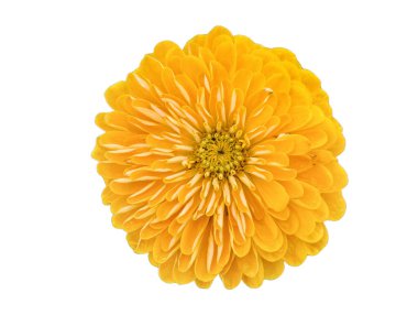 Yazın Peru zinnia çiçeği. Zinnia Peruviana izole edilmiş.