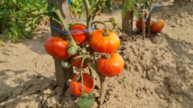 Yaz boyunca domatesli bir video. Romanya 'da
