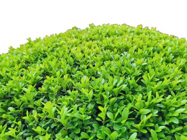 Bir buxus sempervirens bitkisinin makro görüntüsü