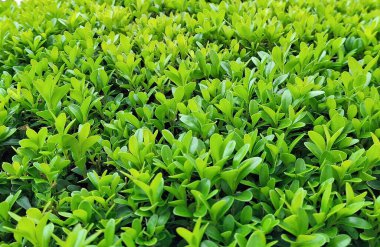 Bir buxus sempervirens bitkisinin makro görüntüsü