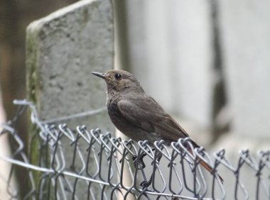 Romanya 'da yaz mevsiminde siyahi kızıl kuş