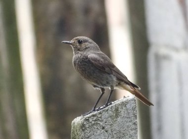 Romanya 'da yaz mevsiminde siyahi kızıl kuş