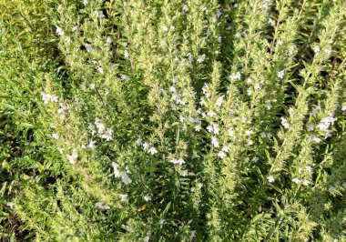 Çiçekli kekik bitkisi. Origanum vulgare