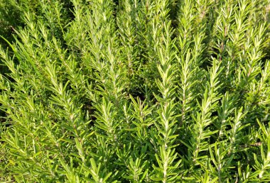 Yaz boyunca biberiye bitkisi. Rosmarinus officinalis