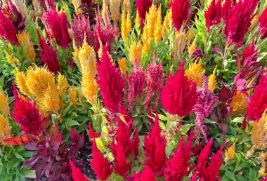 Yazın gümüş horoz tarağı fabrikası. Celosia argentea