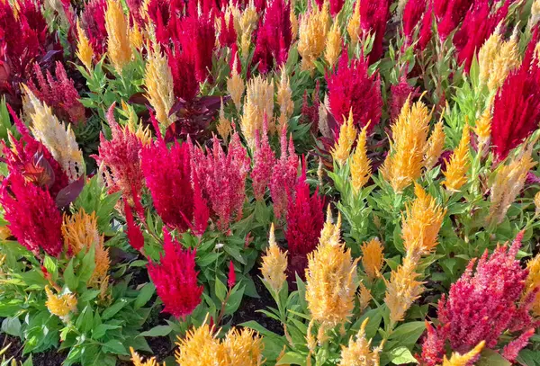 stock image Silver Cockscomb plant in the summer. Celosia argentea