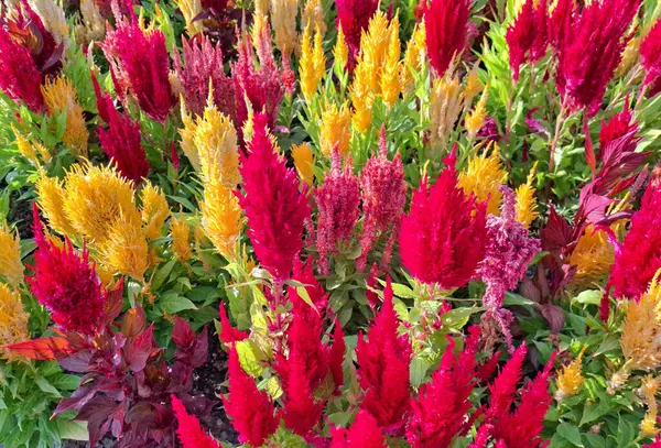 Yazın gümüş horoz tarağı fabrikası. Celosia argentea