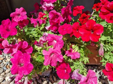 Yazın sık sık çiçek veriliyor.