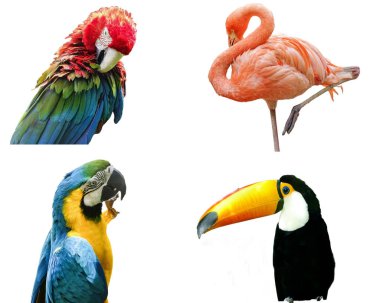 Farklı egzotik kuş türleriyle kolaj: yeşil kanatlı papağan, pembe flamingo, mavi ve sarı papağan, Toco Toucan