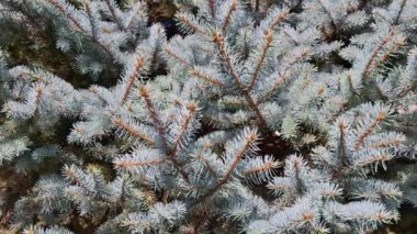 Romanya 'daki Colorado Mavi Ladin ağacının videosu. Picea pungens