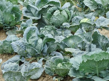 Yaz boyunca bahçede lahana. Romanya 'da