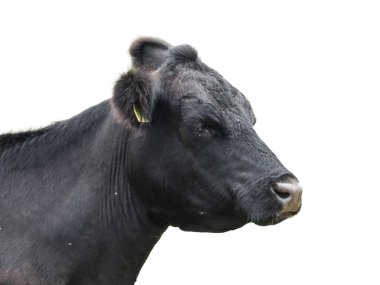 Siyah angus ineği beyaz arkaplanda izole edilmiş.